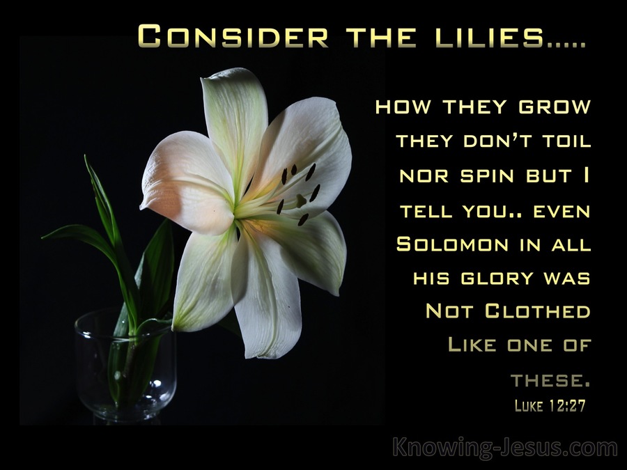 What Does The Lilies Of The Field Mean In The Bible